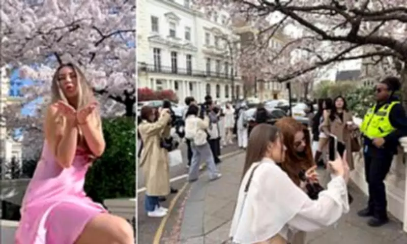 Notting Hill Residents Hire Security to Combat Influencer Cherry Blossom Crowds