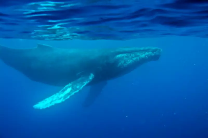 Oldest Whale Song Recording from 1949 Offers New Insight into Ocean Communication