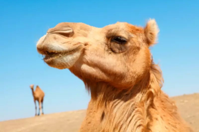 Omani Camel Pageant Scandal: 20 Disqualified for Hump and Lip Enhancements