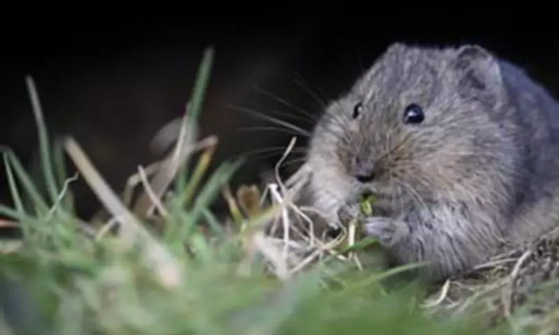Orkney Stoat Eradication Sparks Dramatic Recovery of Native Voles and Rare Birds