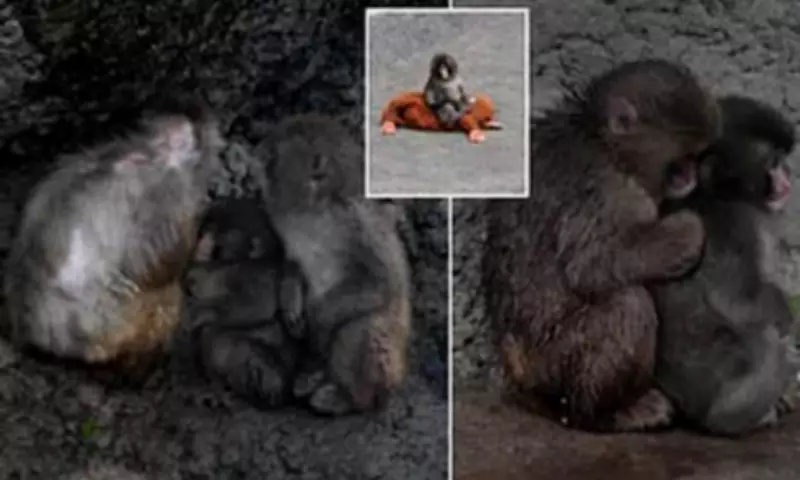 Orphaned Monkey Punch Finally Makes Friends After Viral Stuffed Toy Comfort