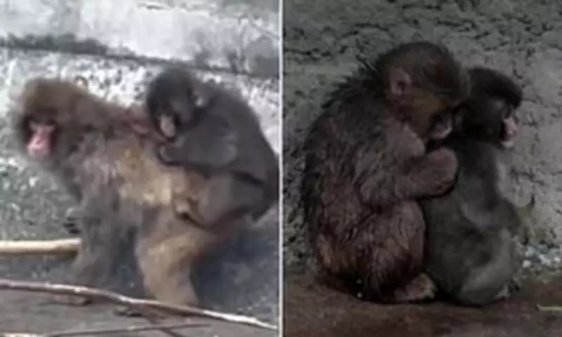 Orphaned Monkey Punch Finds Acceptance After Viral Toy Comfort Story