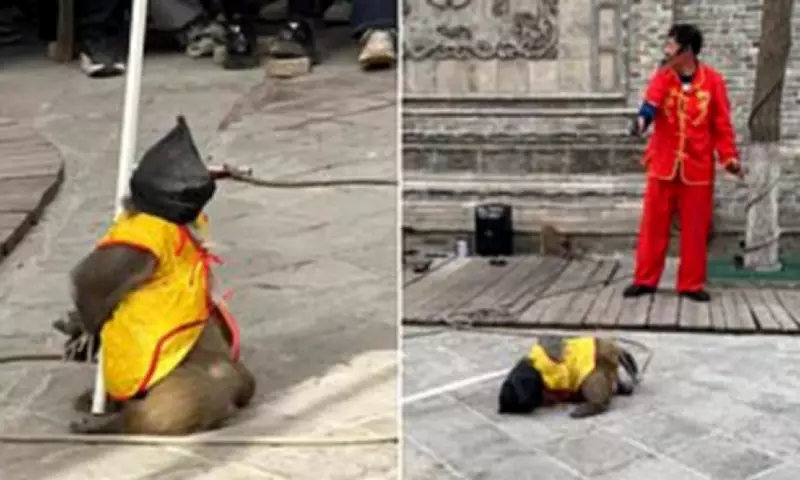 Outrage in China Over Monkey Mock Execution at Tourist Attraction Show