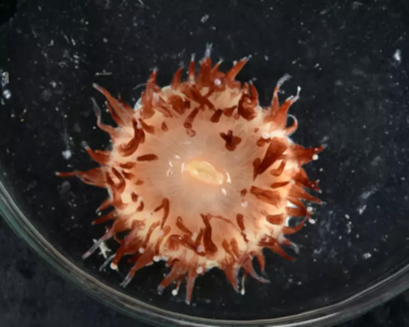Over 110 New Marine Species Discovered in Deep Coral Sea Expedition