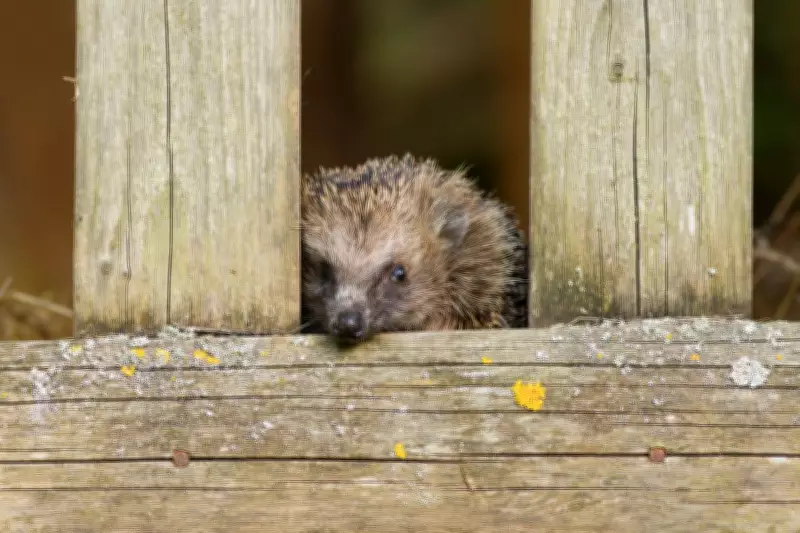 Oxford Study Reveals Hedgehog 'Super-Hearing' to Combat Road Deaths