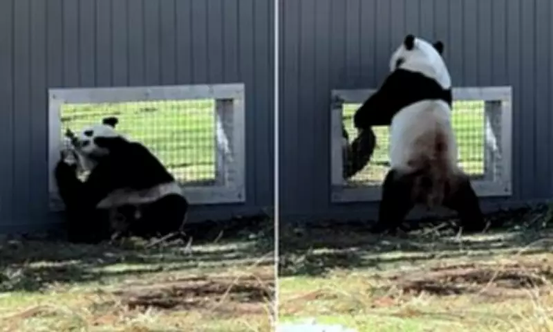 Panda Diplomacy in Action: Flirting Pandas Spark Hope for US Breeding