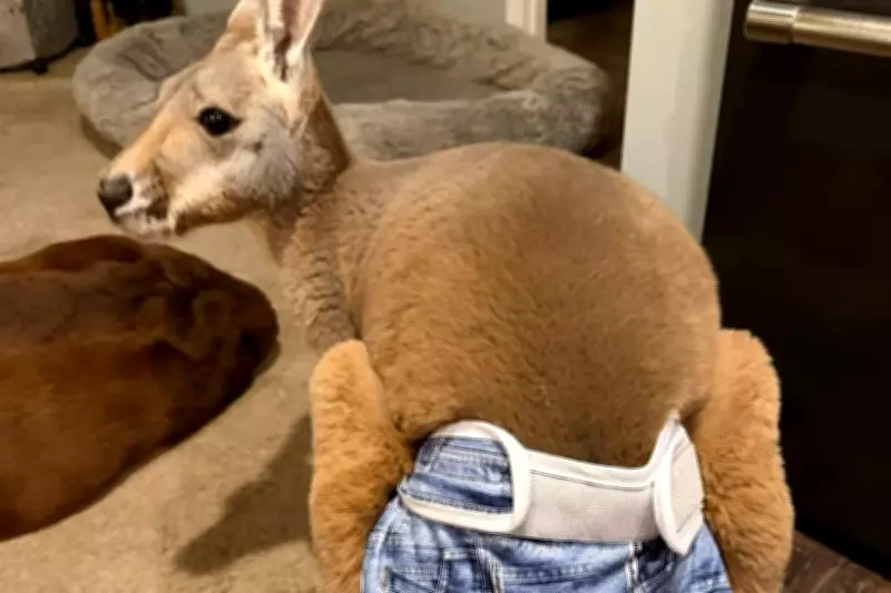Pants-Wearing Kangaroo Escapes Wisconsin Petting Zoo, Police Seek Public Help