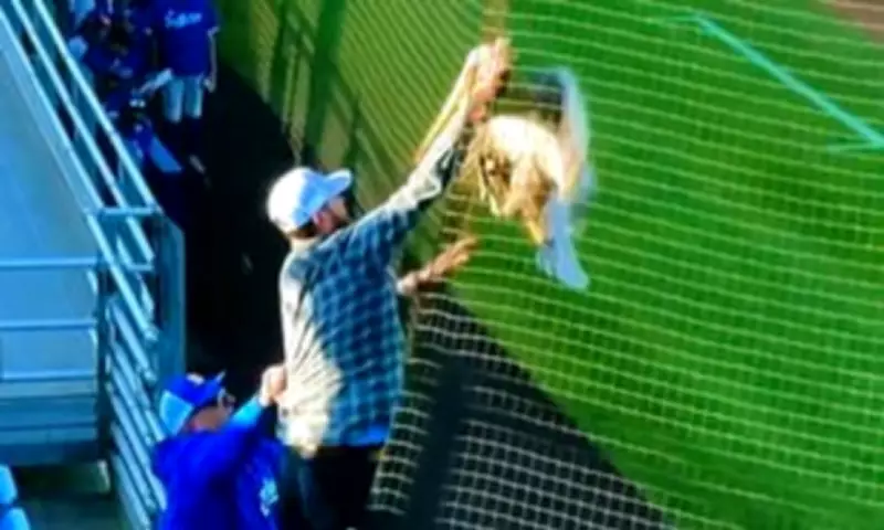 Pelican Rescue Halts College Baseball Game in California Stadium