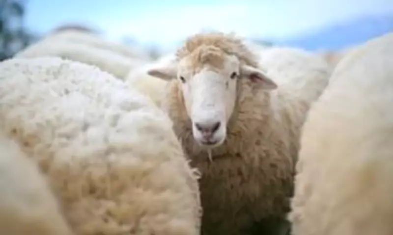 PETA Demands Oxford Dictionary Update 'Wool' to Include Plant-Based Alternatives