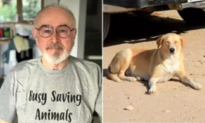 Peter Egan Condemns Morocco's Stray Dog Cull Ahead of 2030 World Cup