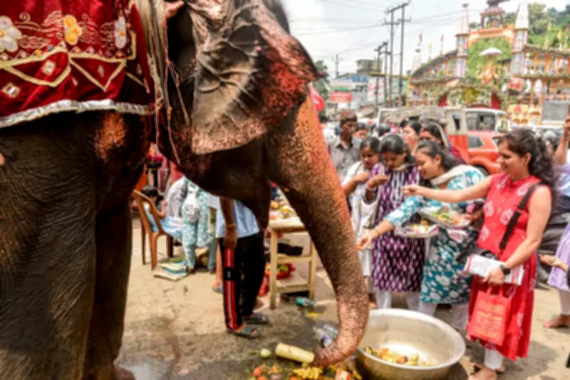 Pink Elephant Photoshoot in India Sparks Animal Cruelty Investigation