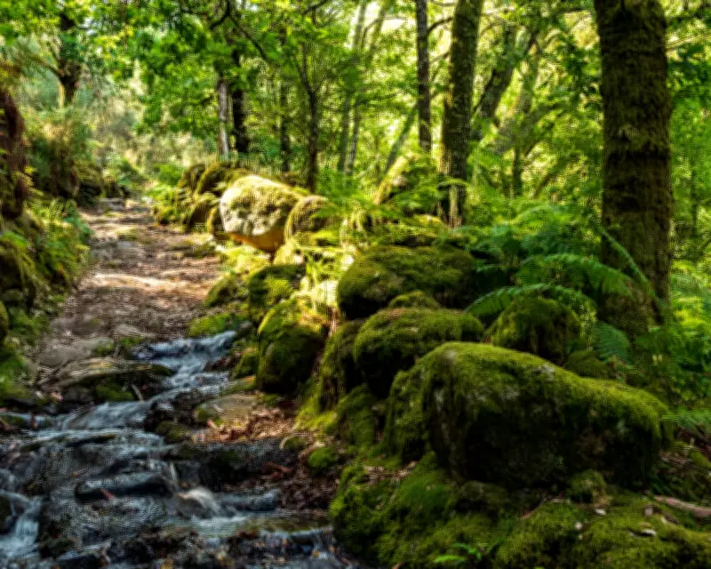Portugal Fined by EU Court for Failing to Protect Biodiversity