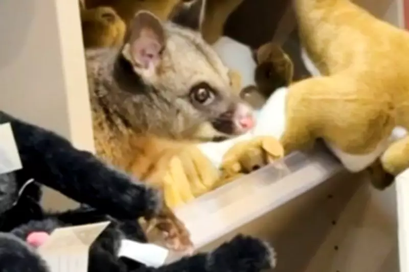 Possum Found Hiding Among Plush Toys at Tasmania Airport Gift Shop