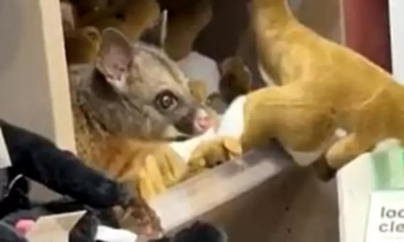 Possum Makes Itself at Home in Hobart Airport Gift Shop Among Plush Toys