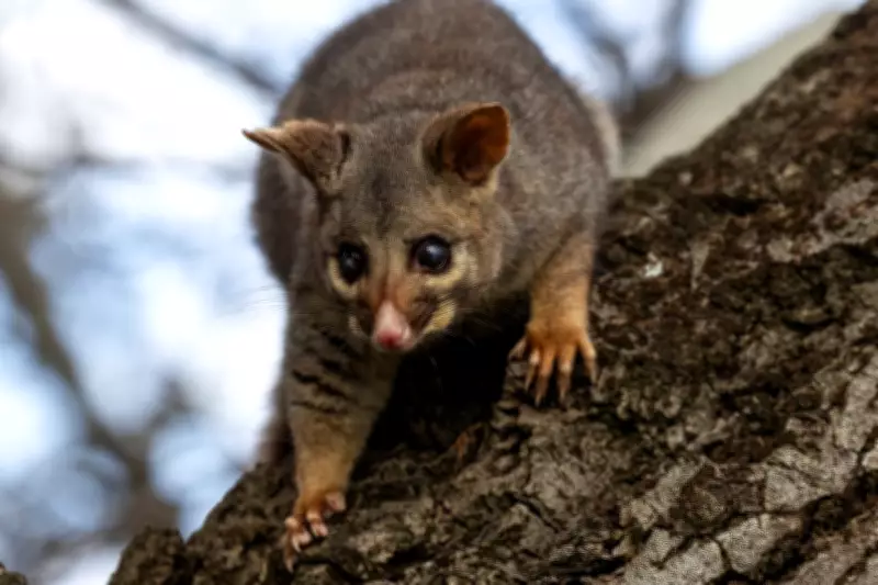 Possums: A Tale of Two Nations, From Pest to Protected Wildlife