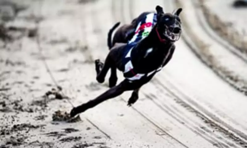 Pressure Mounts to End Greyhound Racing in England After Wales Ban and Scotland Vote