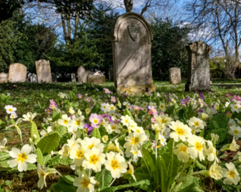 Primroses Herald Spring's Arrival with Buttery Yellow Churchyard Display