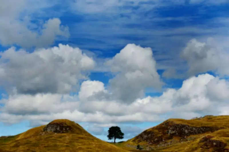 Public Vote Opens on Sycamore Gap Tree Wood Art Commission