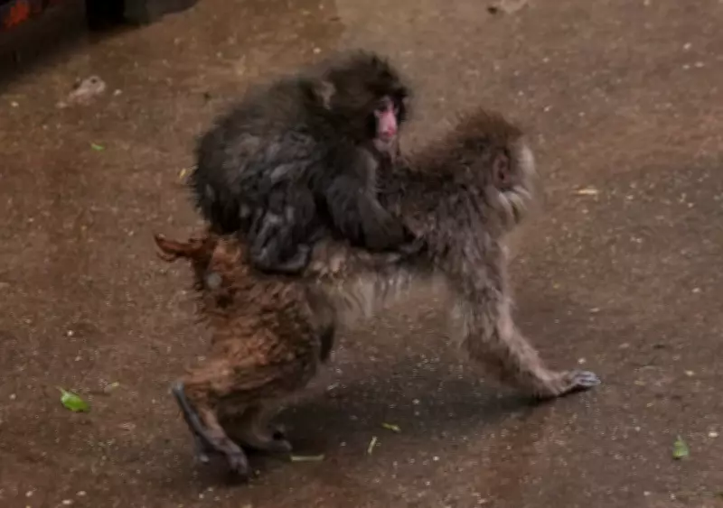 Punch the Baby Macaque Outgrows His Ikea Toy, Integrates with Monkey Troop