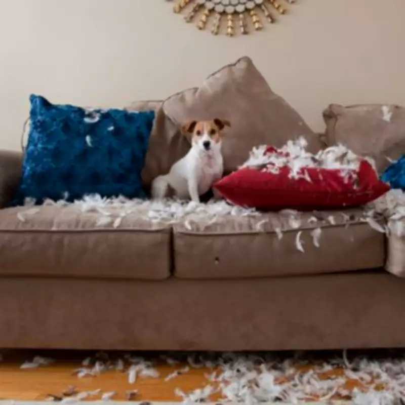 Puppy Blues Study: 45% of New Dog Owners Experience Stress and Regret