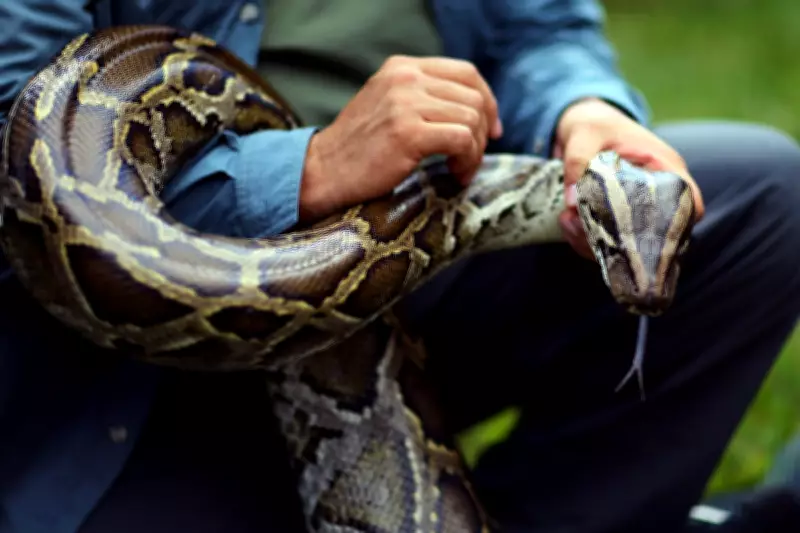 Python Blood Compound Could Unlock Next-Generation Weight Loss Drugs