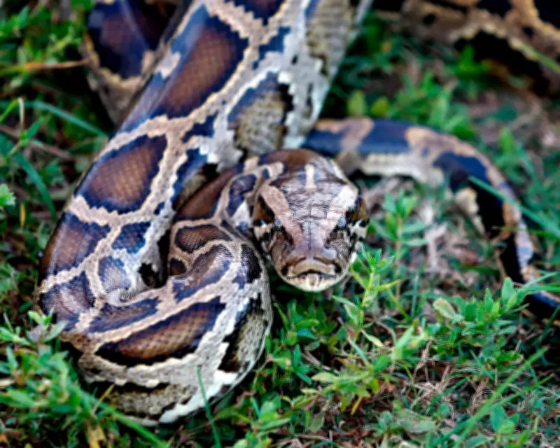 Python Molecule pTOS Could Lead to New Obesity Drugs with Fewer Side-Effects