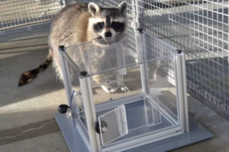Raccoons Solve Puzzles for Fun, Not Just Food, Reveals New Study