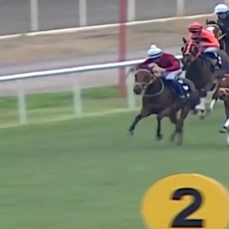 Racehorse Served in Turkish Soup Kitchen After Racing Injury, Microchip Found