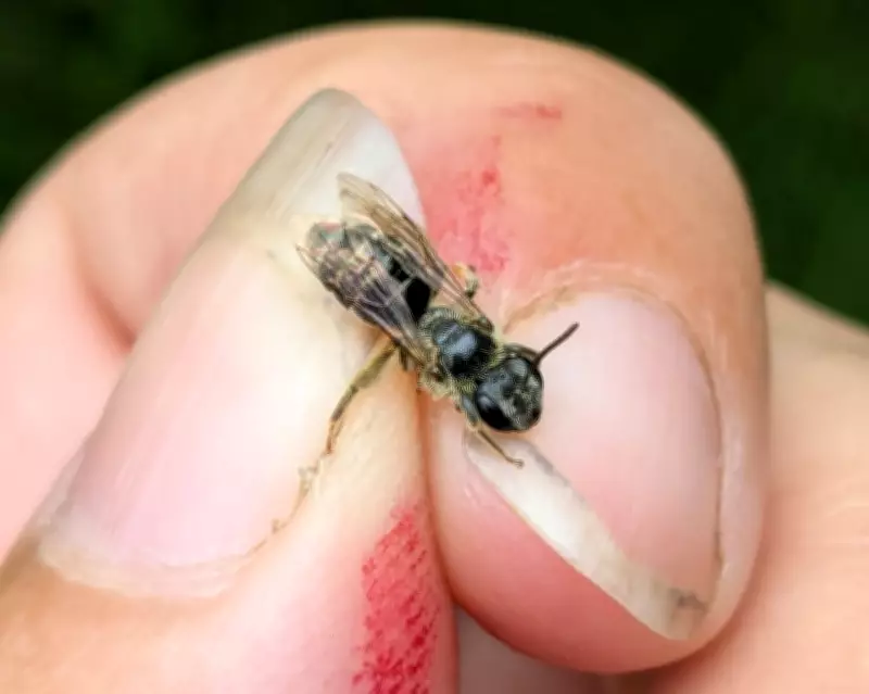 Rare Chestnut Mining Bee Rediscovered in New York After 119-Year Absence