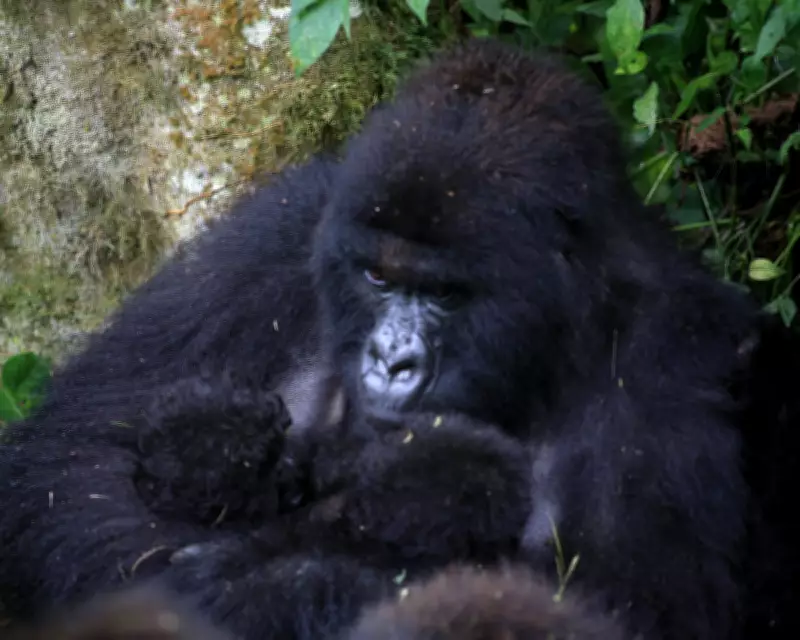 Rare Mountain Gorilla Twins Born in DRC's Virunga Park, Boosting Conservation Hopes