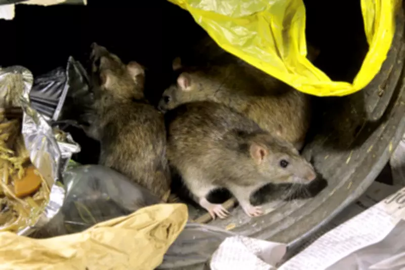 Rat Infestations Surge 10% Across UK After Hot Summer and Heavy Rains