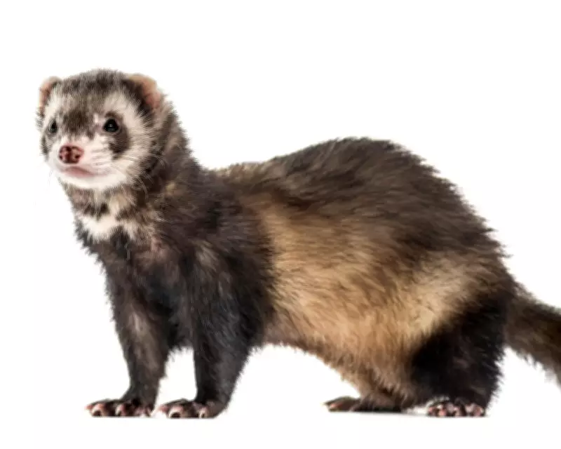 Rathlin Island Declared Ferret-Free in Landmark Conservation Victory