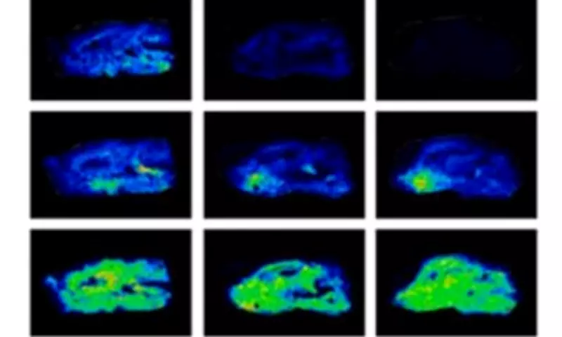 Red Wine and Chocolate Boost Brain Like Exercise, Study Reveals