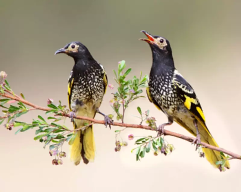 Regent Honeyeater's Lost Song Rediscovered Through Wild Bird Tutors