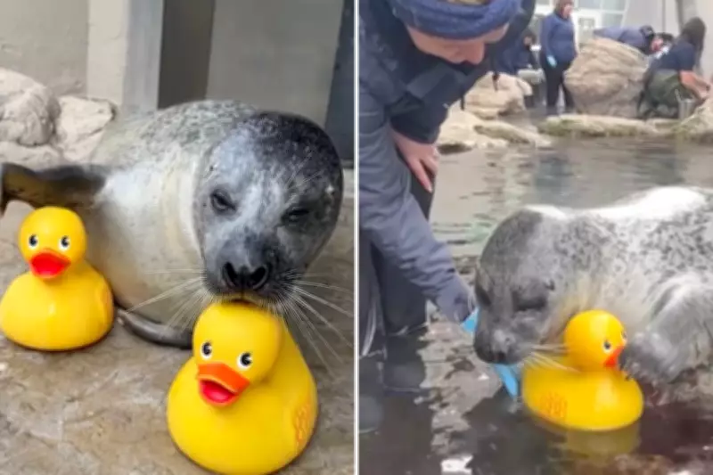 Reggae the Seal's Unlikely Friendship with Rubber Ducks Captivates Online