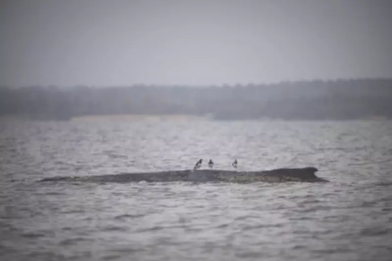 Rescue Hopes Fade for Stranded Humpback Whale in German Baltic Sea