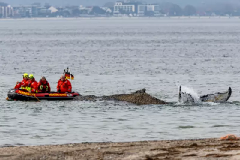 Rescue Teams Battle to Save Stranded Humpback Whale in Germany's Baltic Sea