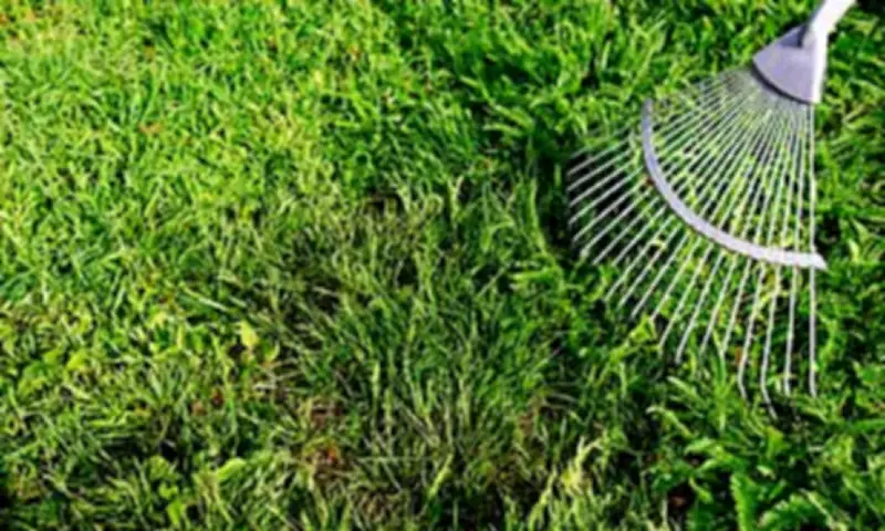 RHS Expert Recommends Penguin Walk to Compact Soil for Lush Lawns