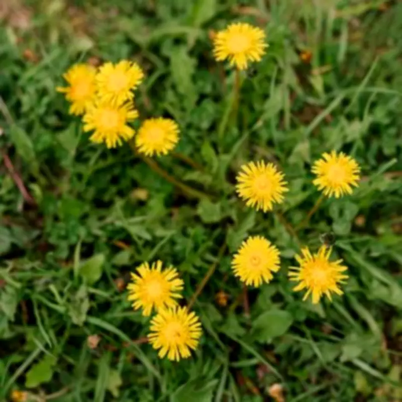 RHS Reveals 5-Minute Natural Trick to Eliminate Lawn Weeds Permanently
