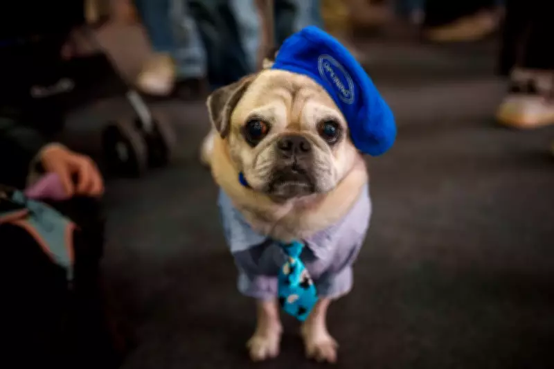 Romania's Annual Pet Expo Showcases Costumed Pets in Bucharest