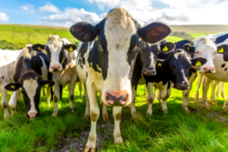 Russia Declares Cattle Disease Emergency in Siberia, Sparking Farmer Protests