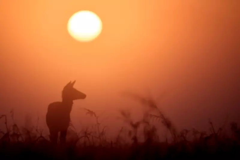 Saharan Dust Brings 'Blood Rain' and Vibrant Sunsets to UK Amid Warm Spell