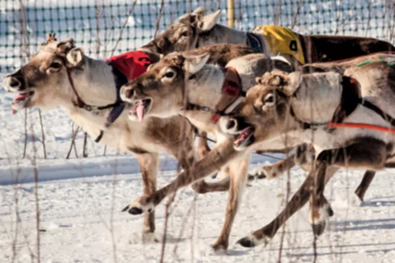 Salla Porocup Reindeer Sprint Racing Event Captivates Finland