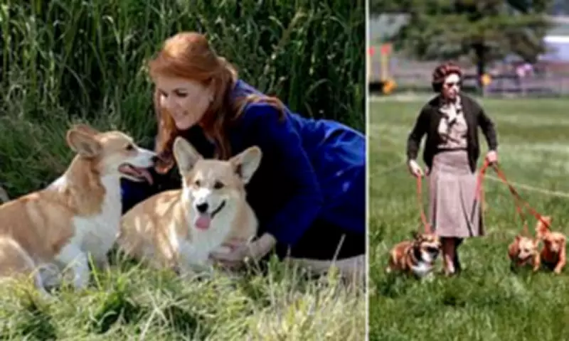 Sarah Ferguson Explored Cloning Queen's Corgis for Reality TV Show