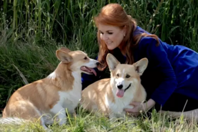 Sarah Ferguson's Corgi Cloning Plan: Why Replicating Pets Is a Mistake