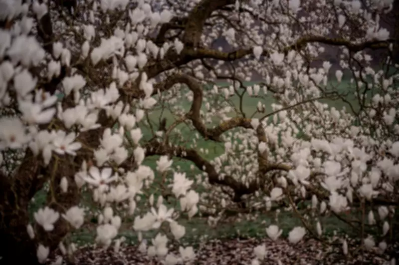 Sarah Lee Captures Spring's Wonders in Pictures Amid Gloomy News