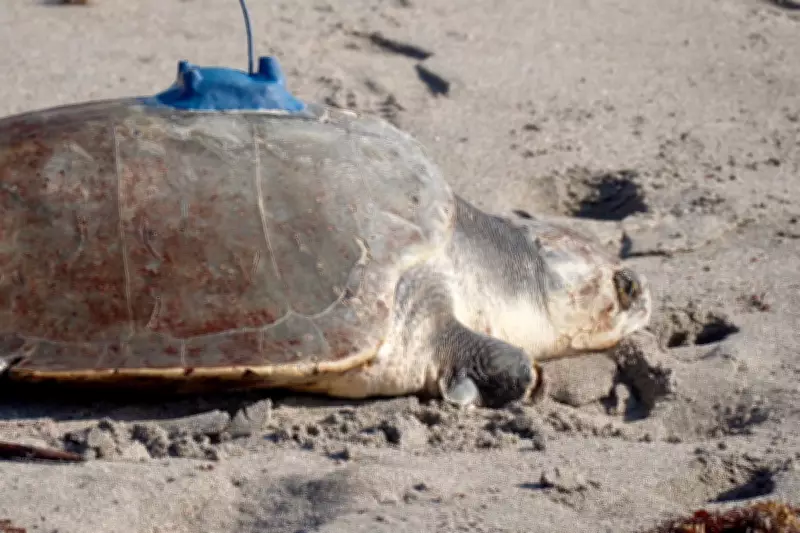 Satellite Tracks Three-Limbed Sea Turtle's Journey After Rehabilitation