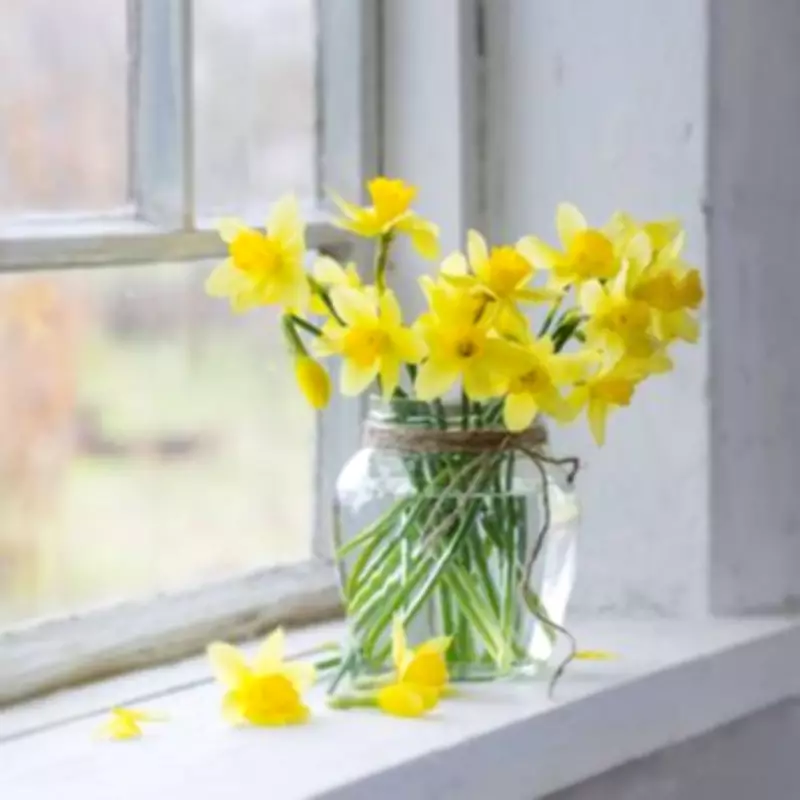 Savvy Shopper's Daffodil Hack: Buy Potted, Not Cut, for Triple the Blooms