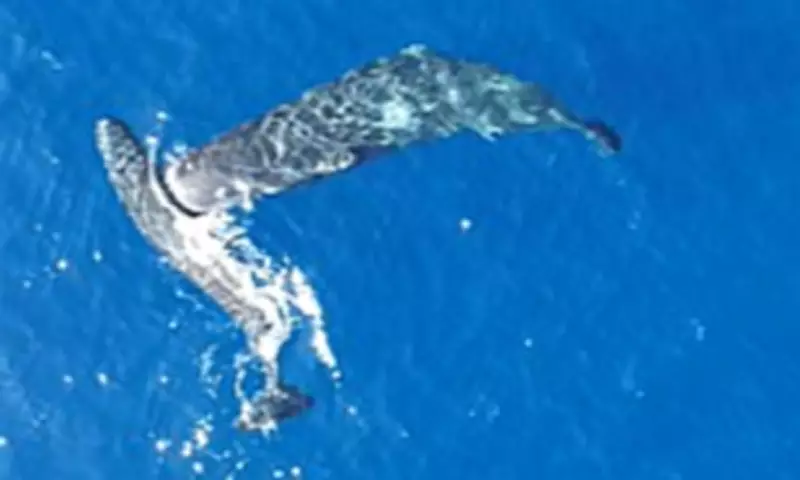 Scientists Capture First Footage of Sperm Whales Headbutting, Confirming Moby Dick Legend