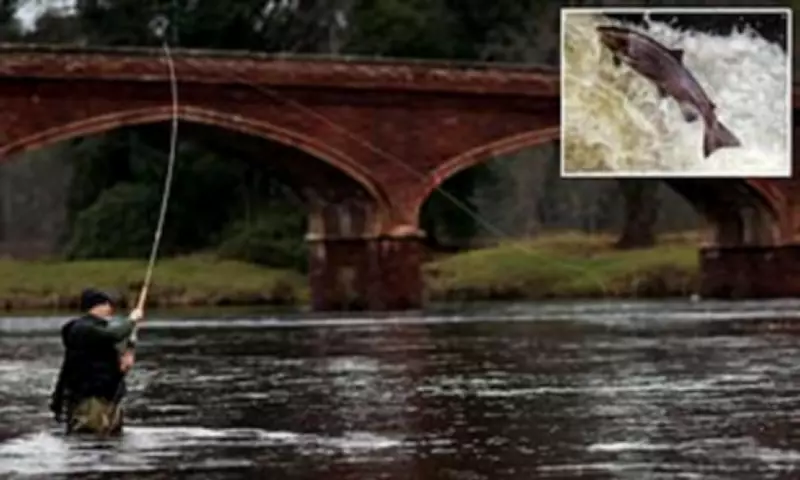 Scotland's Wild Salmon Face Catastrophic Decline as Catches Hit Record Low